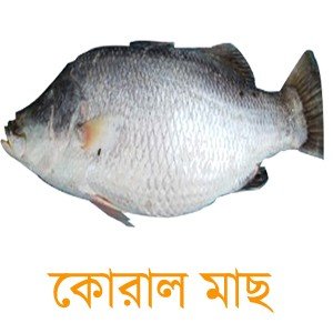 koral fish/ কোরাল মাছ