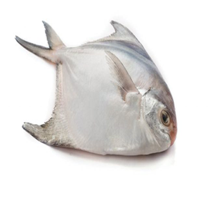 rupchanda /রুপচাদা মাছ